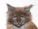 Disponible à la réservation : 2 chatons Maine Coon LOOF