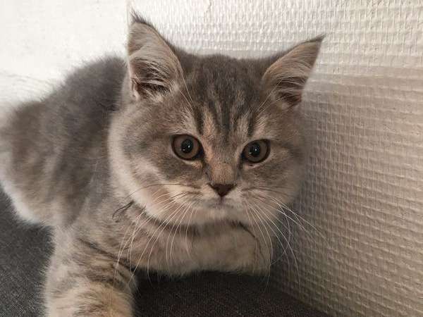 À vendre : 2 chatons British Shorthair mâles gris  LOOF