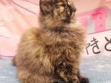 Chaton femelle Selkirk Rex LOOF noir et marron tacheté à acheter