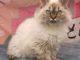 4 chatons Selkirk Rex disponibles &agrave; la vente (LOOF)