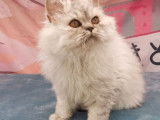 4 chatons Selkirk Rex disponibles &agrave; la vente (LOOF)