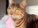 Chatte Bengal marron à rosettes de 6 ans disponible (LOOF) à la vente
