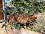 Chatte Bengal marron à rosettes de 6 ans disponible (LOOF) à la vente