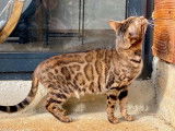 Chatte Bengal marron à rosettes de 6 ans disponible (LOOF) à la vente