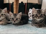 Chatons British Shorthair en Février