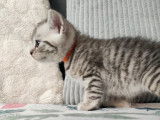 Chatons British Shorthair en Février