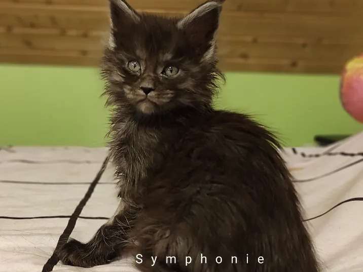 Vente de 7 chatons Maine Coon (LOOF)