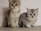 Réservation de deux chatons British Shorthair femelles (non LOOF)
