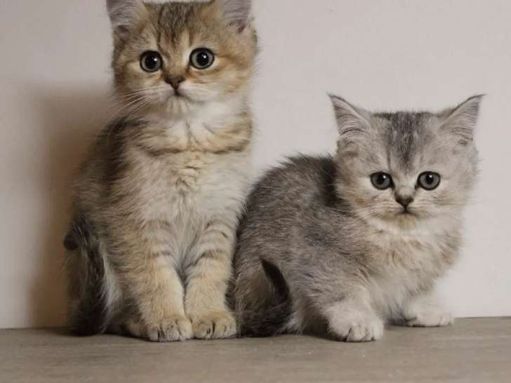 Réservation de deux chatons British Shorthair femelles (non LOOF)