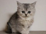 Réservation de deux chatons British Shorthair femelles (non LOOF)
