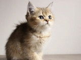 Réservation de deux chatons British Shorthair femelles (non LOOF)