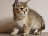 Réservation de deux chatons British Shorthair femelles (non LOOF)