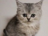 Réservation de deux chatons British Shorthair femelles (non LOOF)