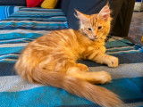 &Agrave; vendre, chaton Maine Coon m&acirc;le de couleur red blotched tabby (LOOF)