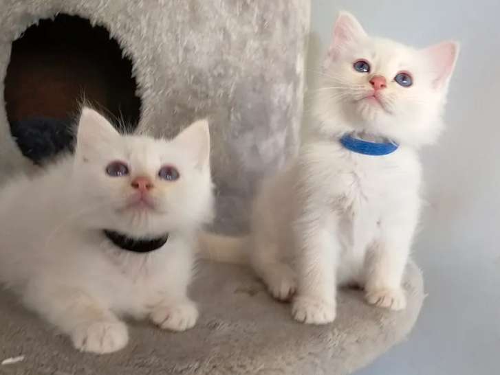 Vente de deux chatons Sacré de Birmanie mâles de couleur crème tabby point (LOOF)