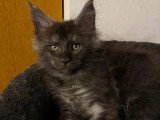 À vendre, 3 chatons Maine Coon Nain LOOF 1 mâle et 2 femelles