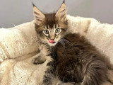À vendre, 3 chatons Maine Coon Nain LOOF 1 mâle et 2 femelles