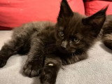 À vendre, 3 chatons Maine Coon Nain LOOF 1 mâle et 2 femelles