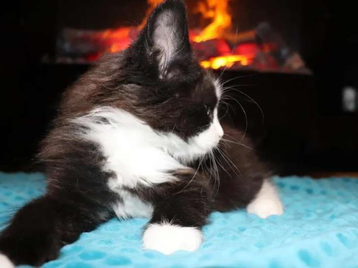 Vente d’un chaton Maine Coon mâle noir et blanc LOOF