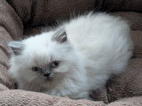 Chatonne British Longhair bleu point LOOF à vendre