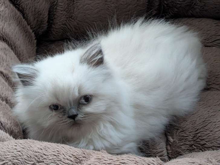 Chatonne British Longhair bleu point LOOF à vendre