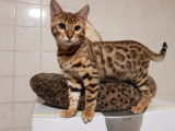 Chaton mâle Bengal à vendre, marron à rosettes LOOF