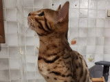 Chaton mâle Bengal à vendre, marron à rosettes LOOF