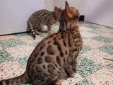 Chaton mâle Bengal à vendre, marron à rosettes LOOF