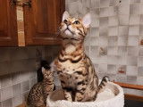 Chaton mâle Bengal à vendre, marron à rosettes LOOF