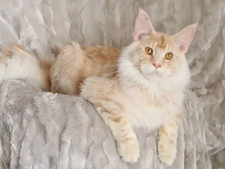 Chaton Maine Coon mâle roux argenté marbré, LOOF à vendre Petite Annonce chat