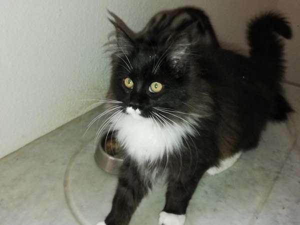 Un Chaton Femelle Maine Coon Au Pelage Noir Et Blanc En Vente Non Loof Petite Annonce Chat