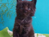2 chatons Maine Coon (LOOF) au pelage chocolat disponibles à la réservation