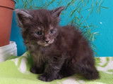 2 chatons Maine Coon (LOOF) au pelage chocolat disponibles à la réservation