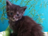 2 chatons Maine Coon (LOOF) au pelage chocolat disponibles à la réservation