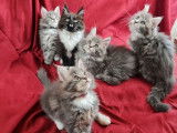 4 femelles Maine Coon (LOOF) à réserver