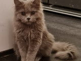 3 chatons Scottish (LOOF) de juillet 2021 mis en vente