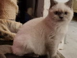 3 chatons Scottish (LOOF) de juillet 2021 mis en vente