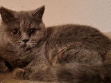 3 chatons Scottish (LOOF) de juillet 2021 mis en vente