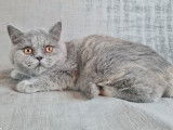 3 chatons Scottish (LOOF) de juillet 2021 mis en vente