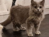 3 chatons Scottish (LOOF) de juillet 2021 mis en vente