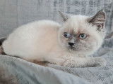 3 chatons Scottish (LOOF) de juillet 2021 mis en vente