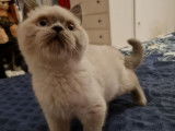 3 chatons Scottish (LOOF) de juillet 2021 mis en vente