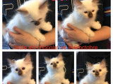 À vendre : 4 chatons Sacré de Birmanie blancs non LOOF