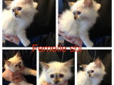 À vendre : 4 chatons Sacré de Birmanie blancs non LOOF