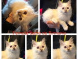 À vendre : 4 chatons Sacré de Birmanie blancs non LOOF