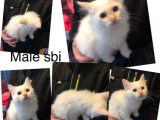 À vendre : 4 chatons Sacré de Birmanie blancs non LOOF