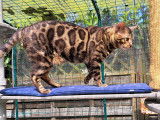 Bengal brown disponible pour saillie
