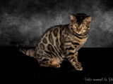 Bengal brown disponible pour saillie