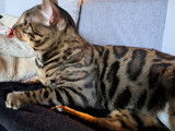 Bengal brown disponible pour saillie