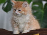 4 chatons Sibérien à la couleur crème et blanche à acheter (LOOF)